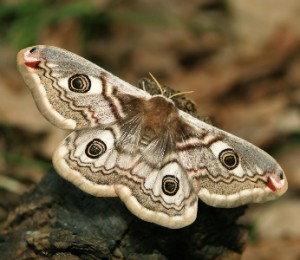 mariposa